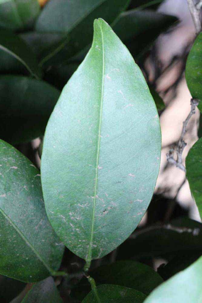              Unifoliolate leaf (Winter Haven, FL)       
